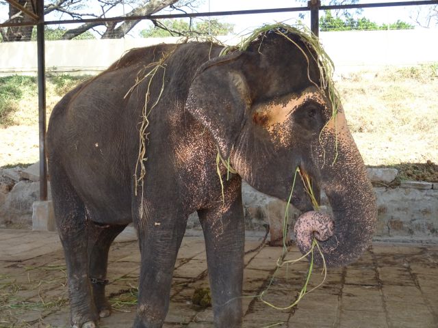 Mysore